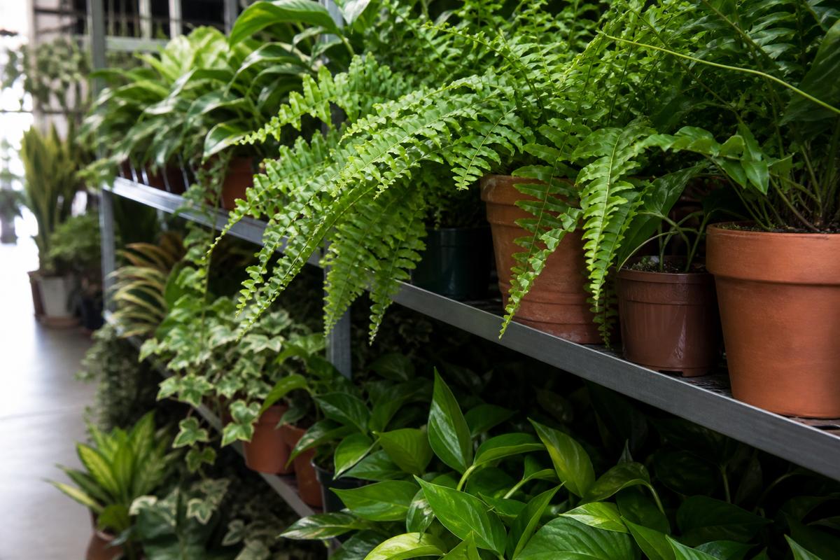 Stacked pots of foliage on timber shelves